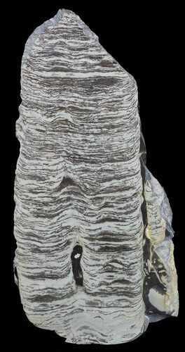Polished Precambrian Stromatolite - Siberia #57582